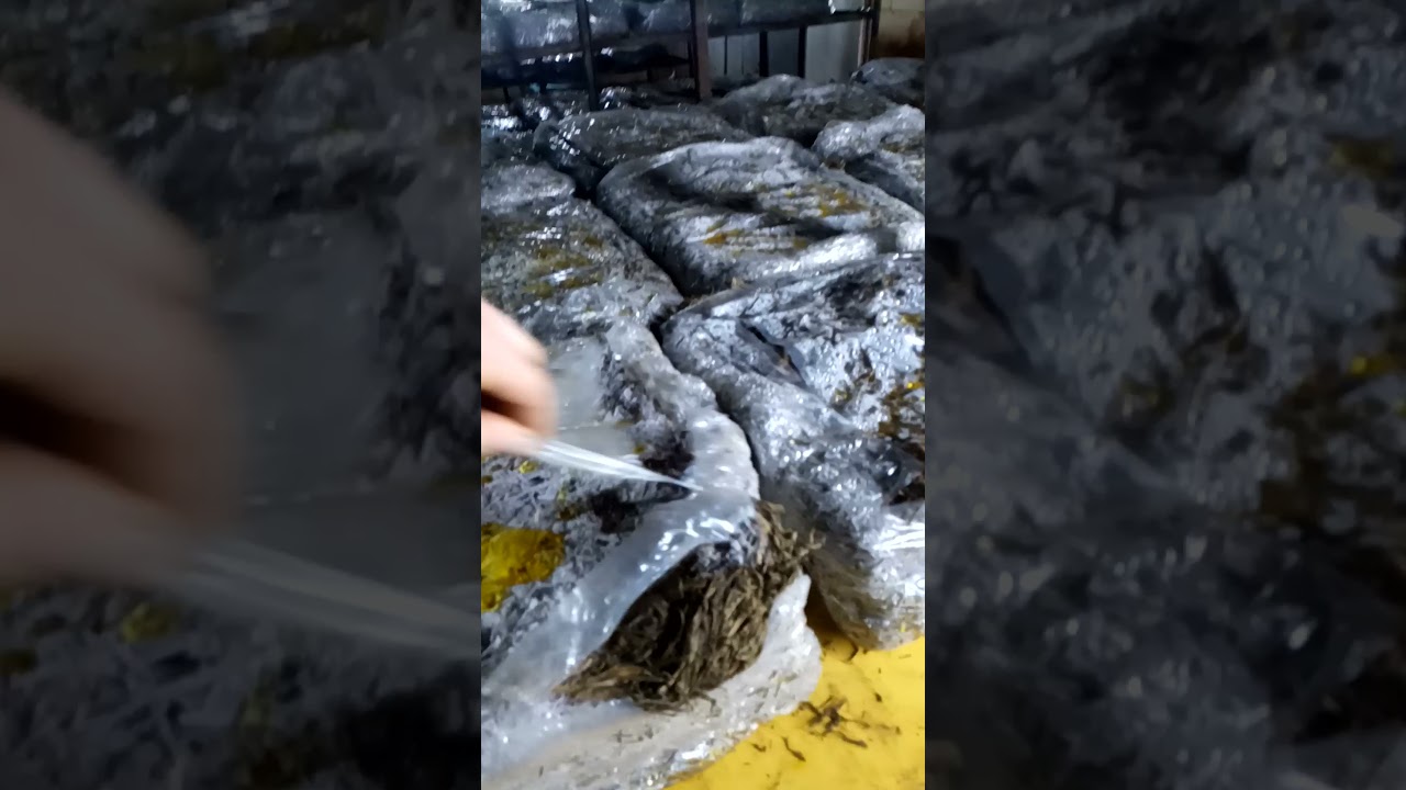 Kültür (beyaz) Mantar Üretimi ve Zorlukları