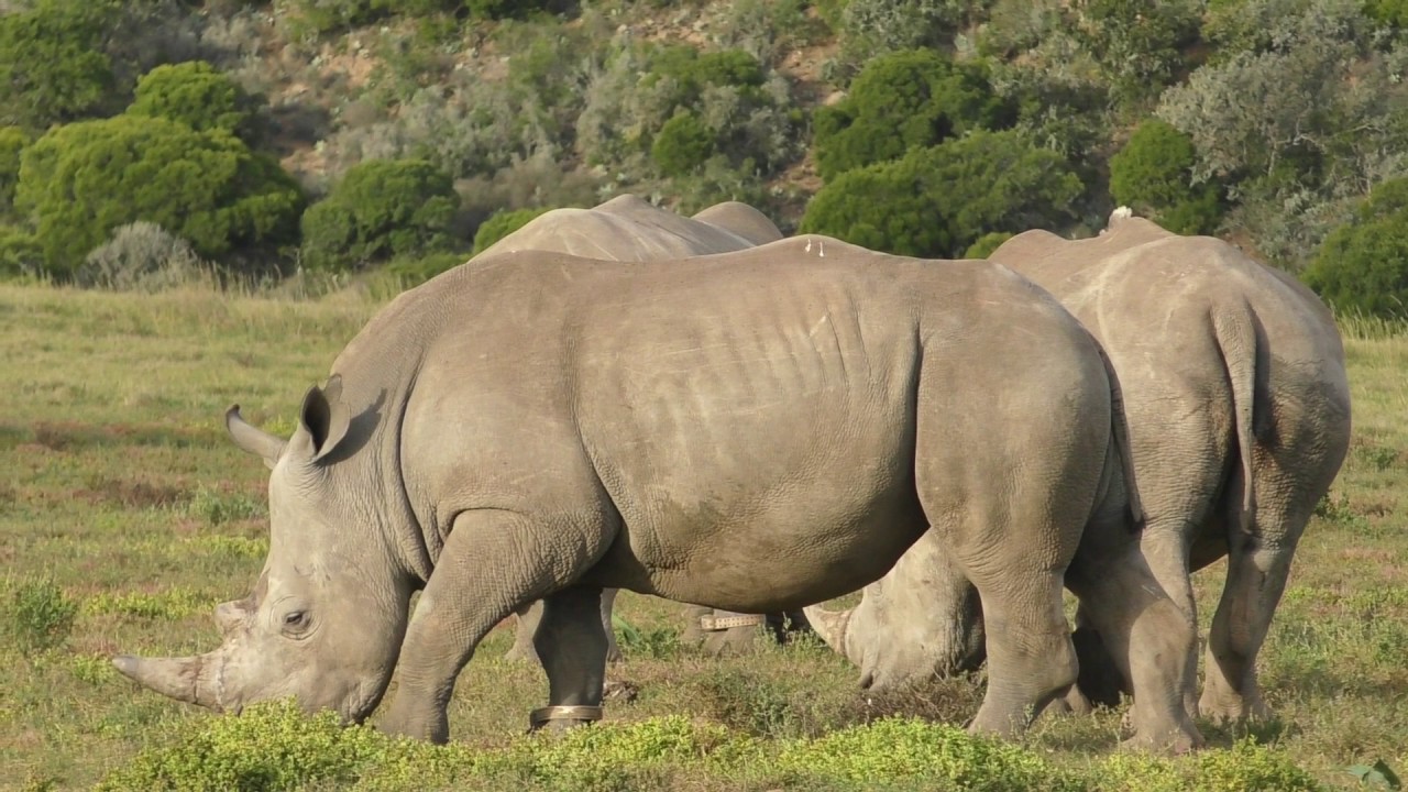 Rhino Crash
