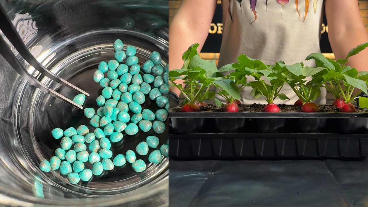 How to grow radishes indoors &ndash; easy way to a guaranteed harvest