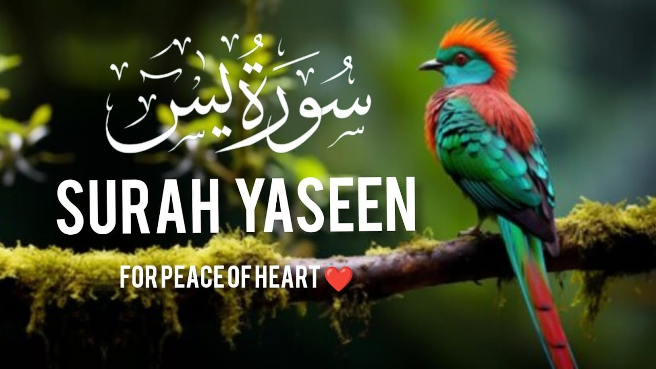 Surah yaseen ( سورۃ یاسین ) quran Kareem tilawat Hafiz Javed beautiful video 