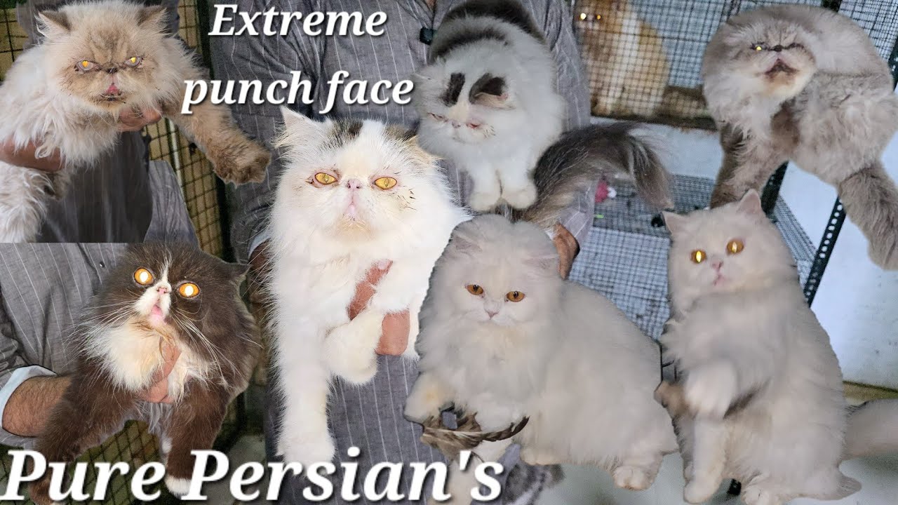 Extreme punch face Persian kittens & Cat's available in Hyderabad Nampally Imad bhai | Pure Persian🐈