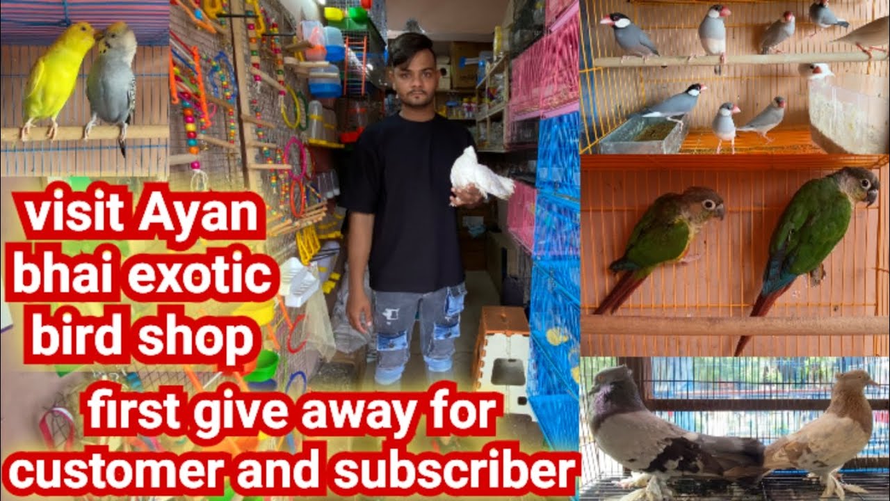 Visit Ayaan by exotic bird shop # first give away for customers and subscribers #fullvideowithprice