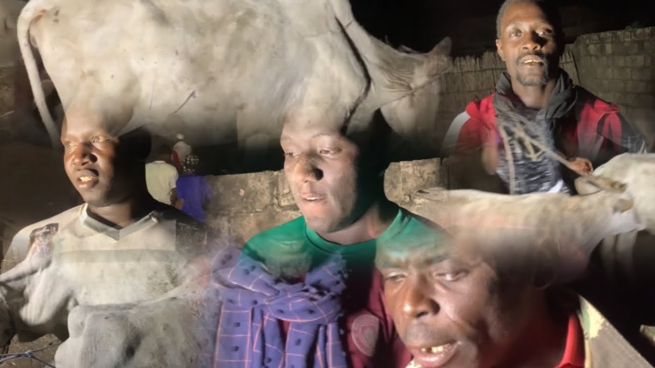 Départage des bœufs à Guagué chérif montagne né n’a……… le 11 février 2026
