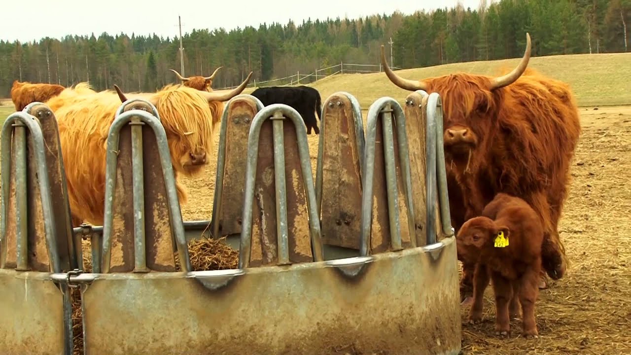 Hyvätuuli Highland Ranchising