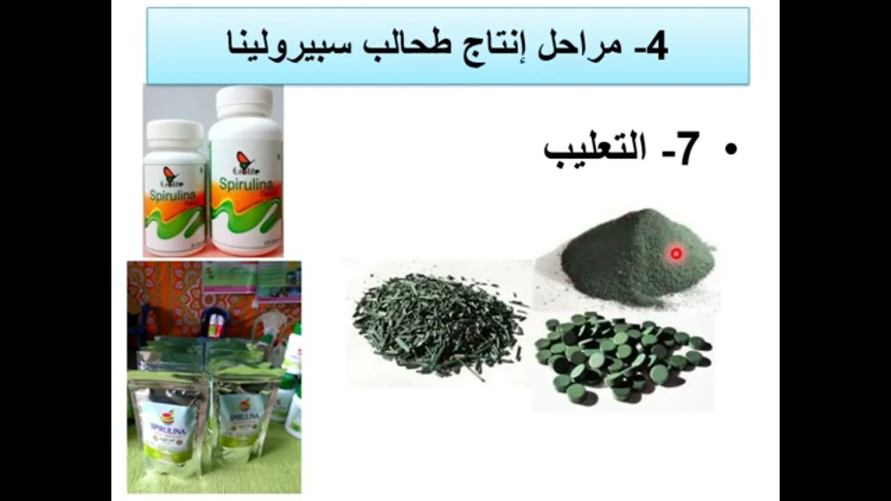 مراحل إنتاج طحالب سبيرولينا | Spirulina Production Stages