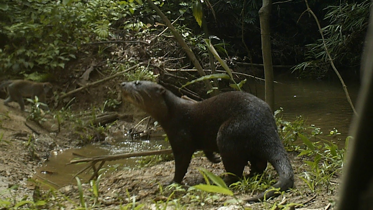 Asian Small-Clawed Otter (Aonyx cinereus)