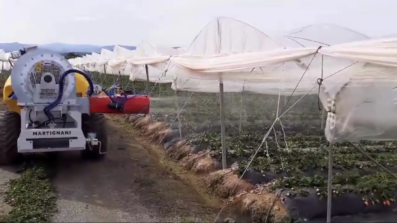 Trattamento su Fragole in Serra a Basso Volume