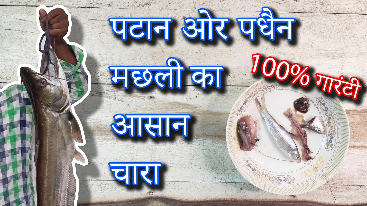 बरीन पटान बयाल मछ्ली का जबर्दस्त चरा Amazing Padheen Patan Fishing Bait Hindi Video