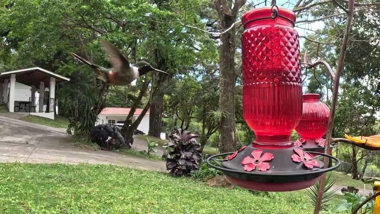 Purple Throated Woodstar Up Close