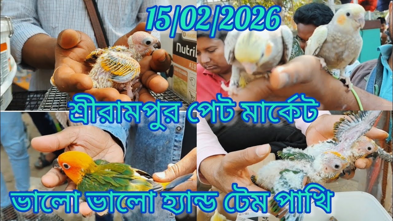 Shrirampur Pet Market 🦜 Exotic Birds Price Update 🦜 15/02/2026🐦 ভালো ভালো হ্যান্ড টেম পাখির কালেকশন 