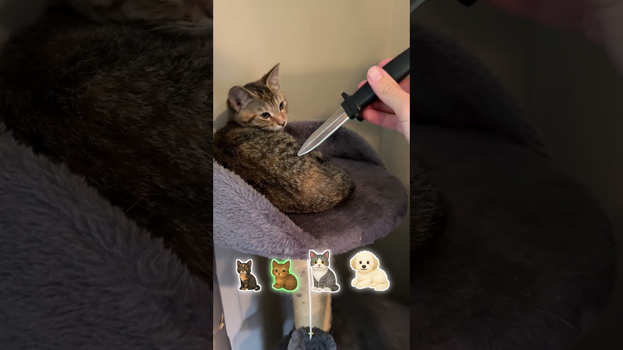 Pretending to Stab My Pet with a Fake Knife 😂🔪🐾