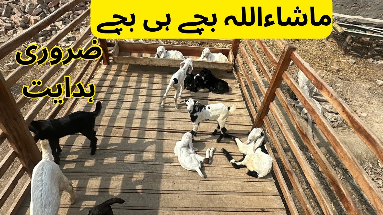 Best Goat breed in pakistan | Bakrion ky bachy hi bachy | Goat breeding season #goatfarming