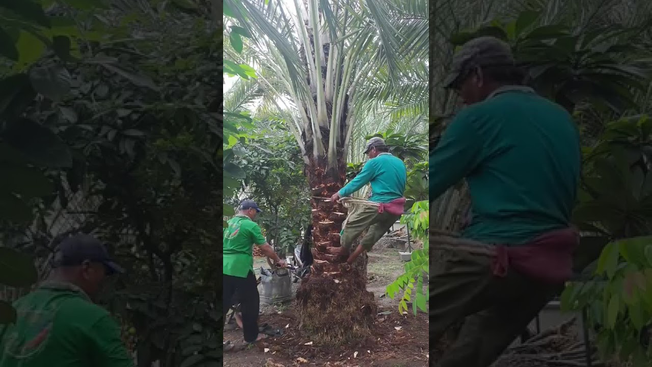 Pohon Kurma tidak mau berbuah wajib di rawat baik #kurma #kurmakediri #kebunkurma #kurmatropis #4u 