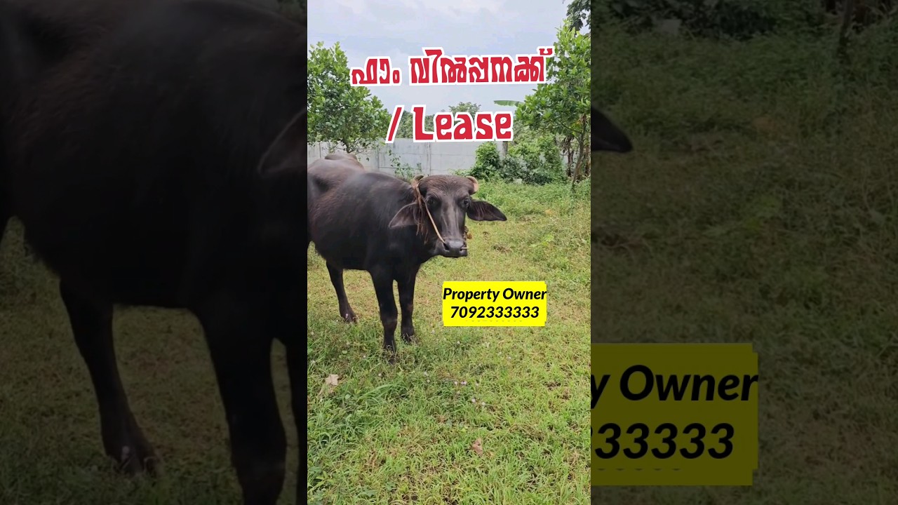 Farm for Sale / Lease @ Palakkadu, Kerala #farm #palakkad #thrissur  #realestate #landforsale