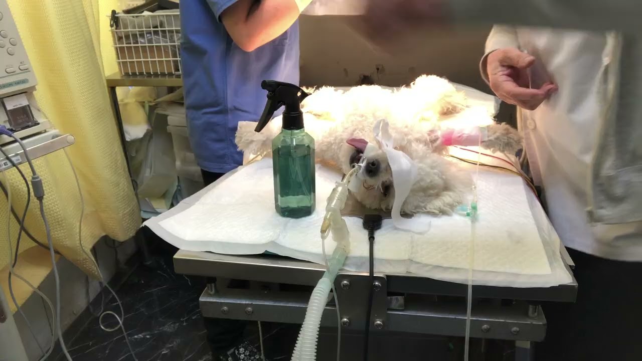 ⑵トイプードルのアッシュちゃんの術前準備
