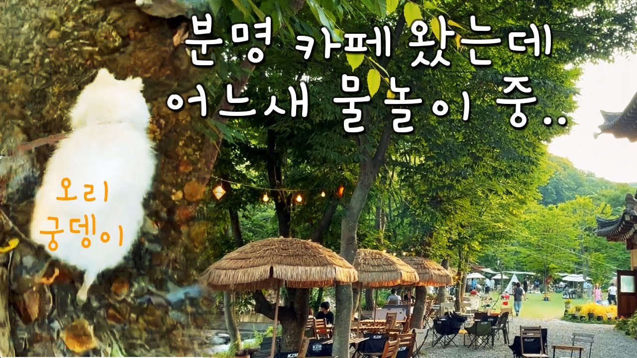 남한산성 카페에서 계곡 물놀이하고 왔어요. 애견동반 몽쥬이에