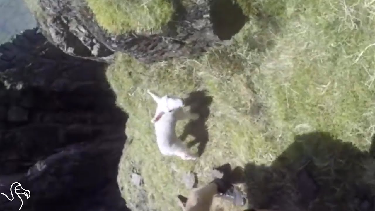 Runner Rescues Lamb Stuck On Mountainside