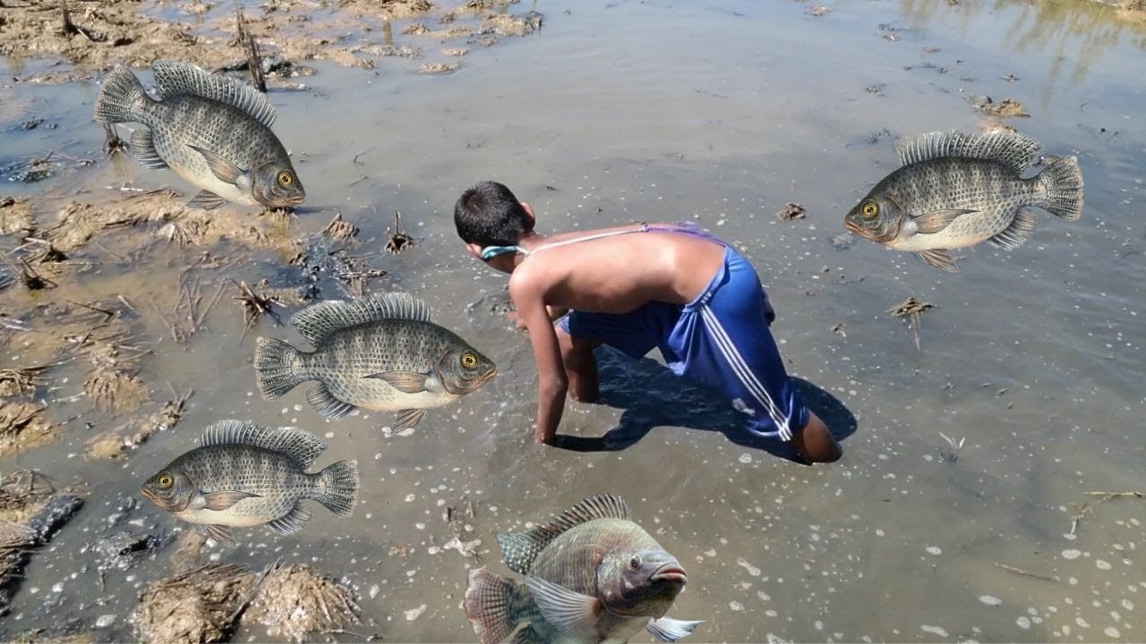 Hand Fishing - Amazing Boy Catching Fish by Hand in Mud Water in Dry Season