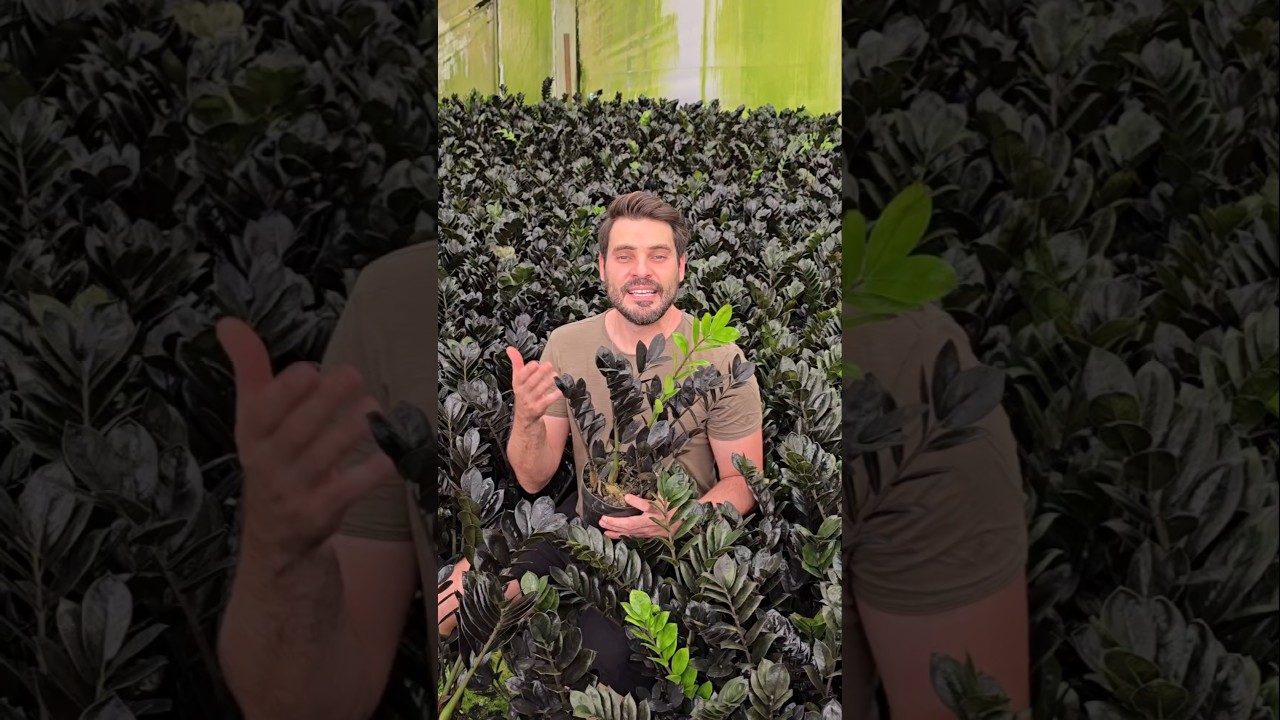 Zamioculcas #zamioculca #plantas #shorts