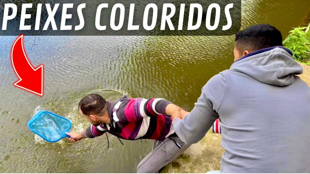 Pescamos muitos peixes Coloridos | Lebiste Selvagem | Aves Recriar
