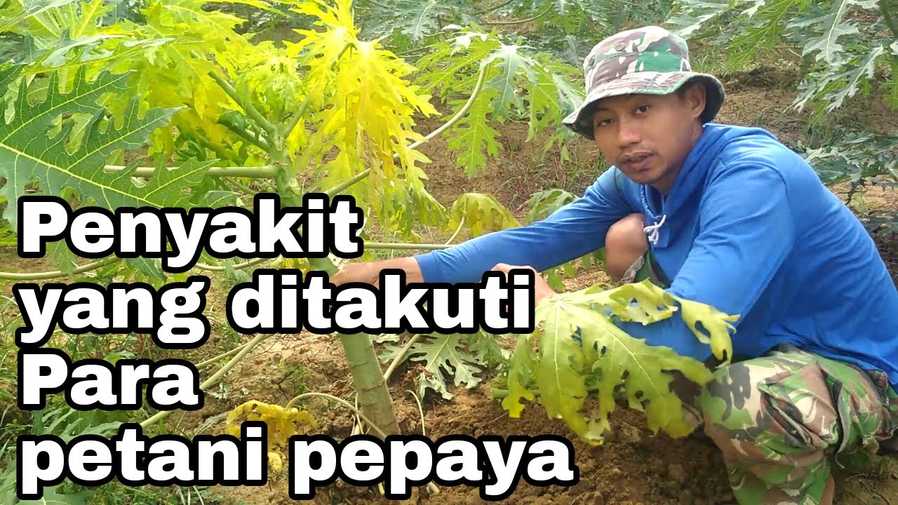 Penyebab daun pepaya menguning dimusim hujan
