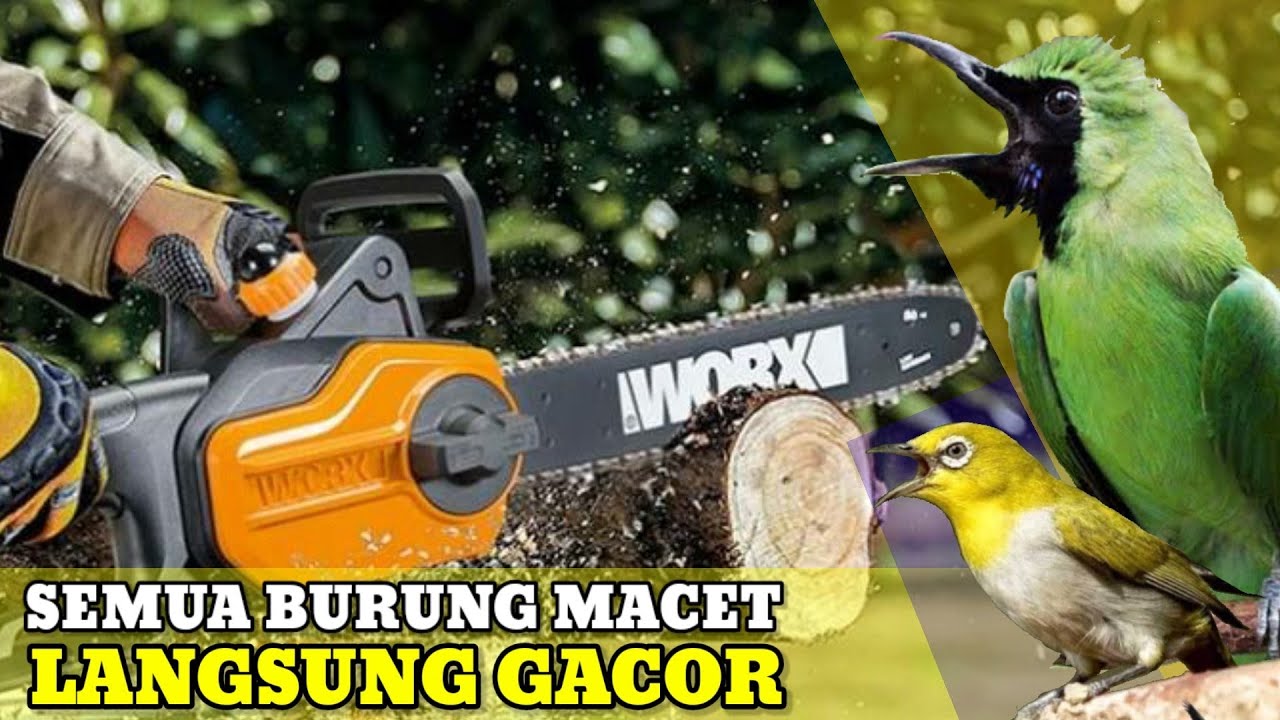 SUARA BERISIK GERINDA & GERGAJI MESIN TERAPI BURUNG MACET