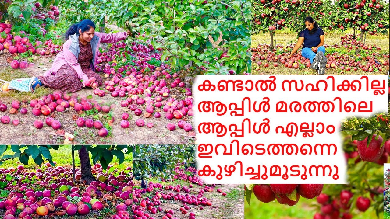 നമ്മുടെ ആപ്പിൾ എല്ലാം താഴെ വീണു നശിച്ചുപോവുന്ന ദുഃഖകരമായ ഒരു കാഴ്ച  | OUTSIDE VLOG | APPLE THOTTAM