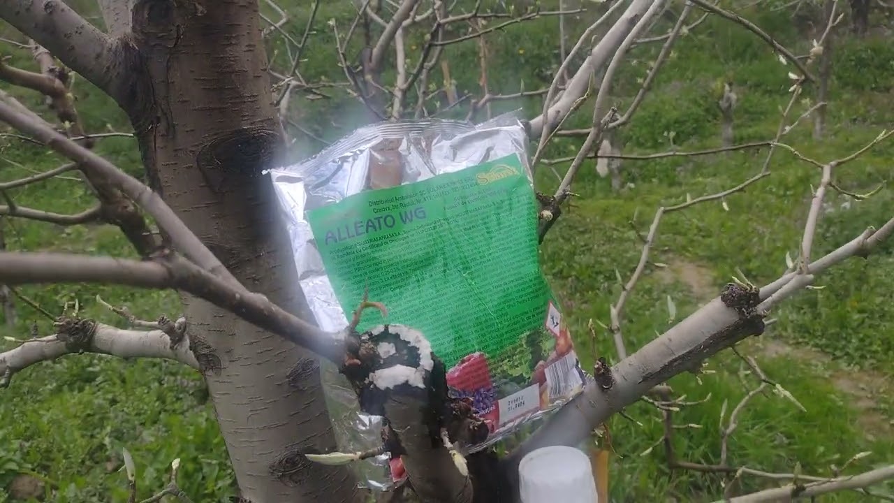 Fungicide folosite pentru foc bacterian