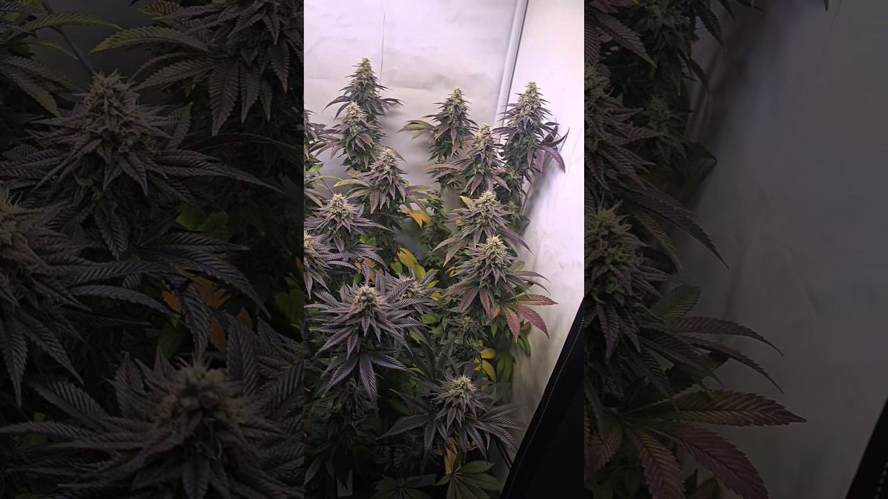 Lockdown Kush Flower Day 52🍁 #cannabissociety #cannabisdaily  #grow #cannabisgrowers #420 #harvest