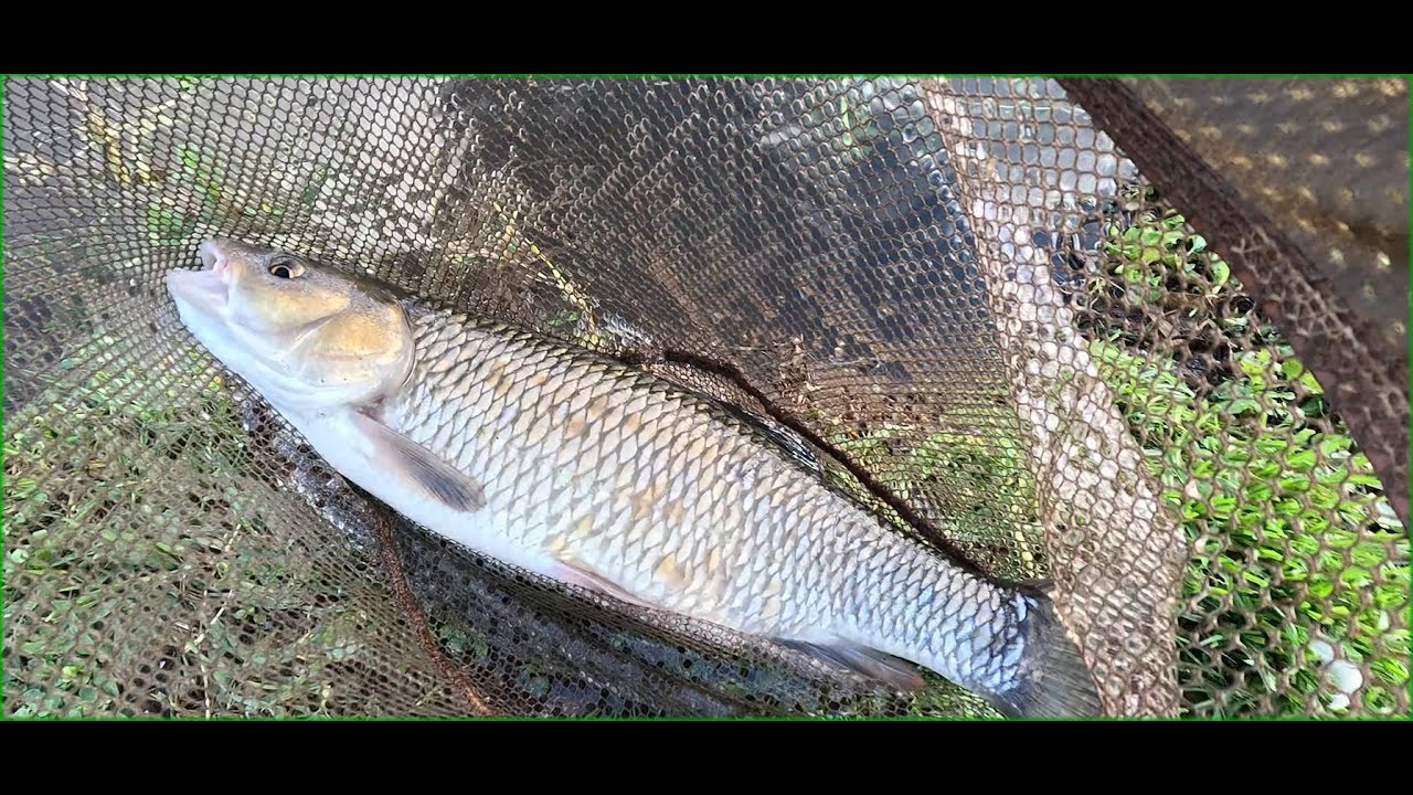 Fishing below Downton on the Hampshire Avon