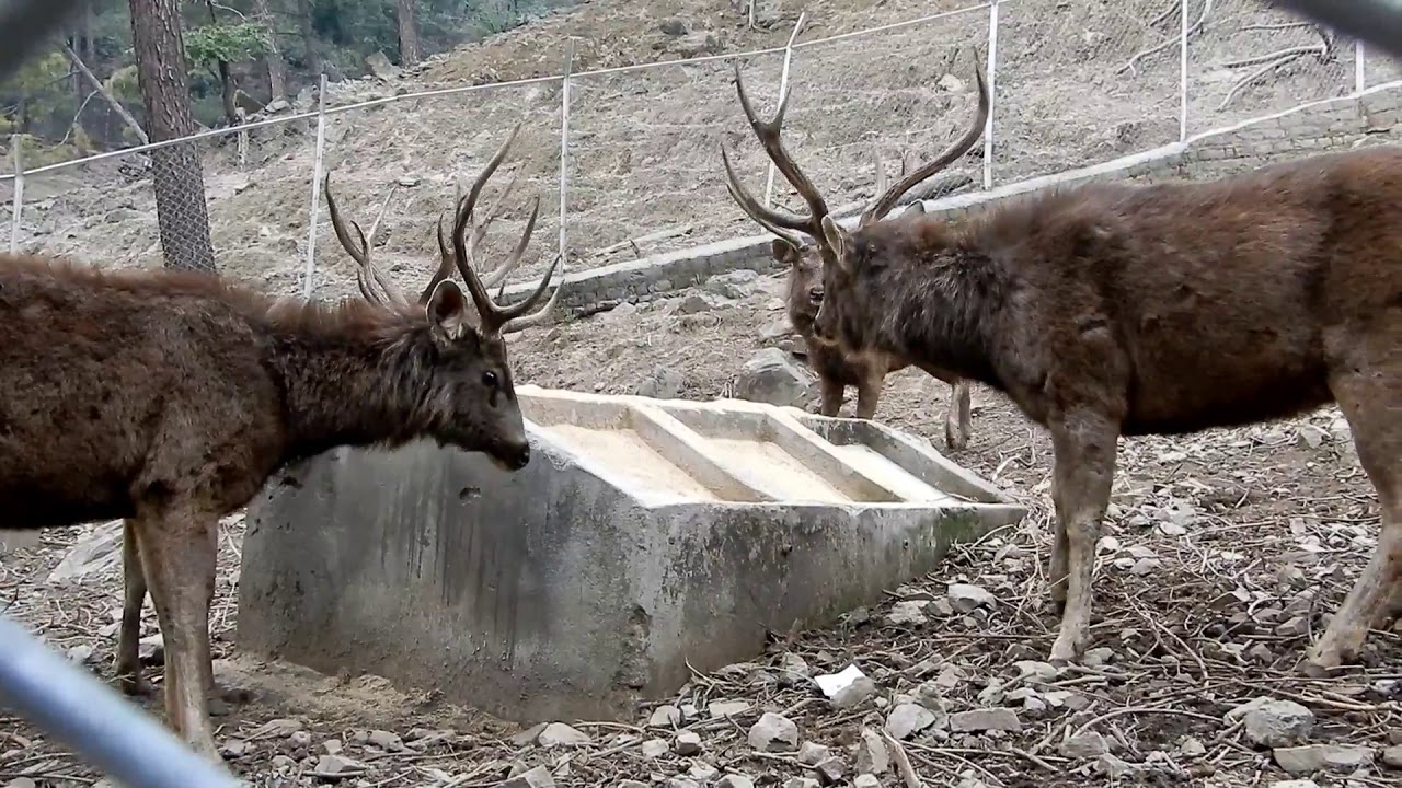 Rewalsar Zoo Park, Mandi || Himachal Pradesh, India