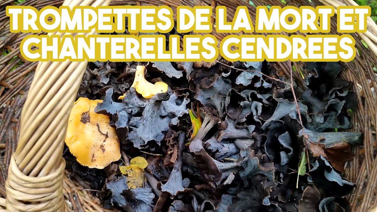 Trompettes de la mort et chanterelles cendrées