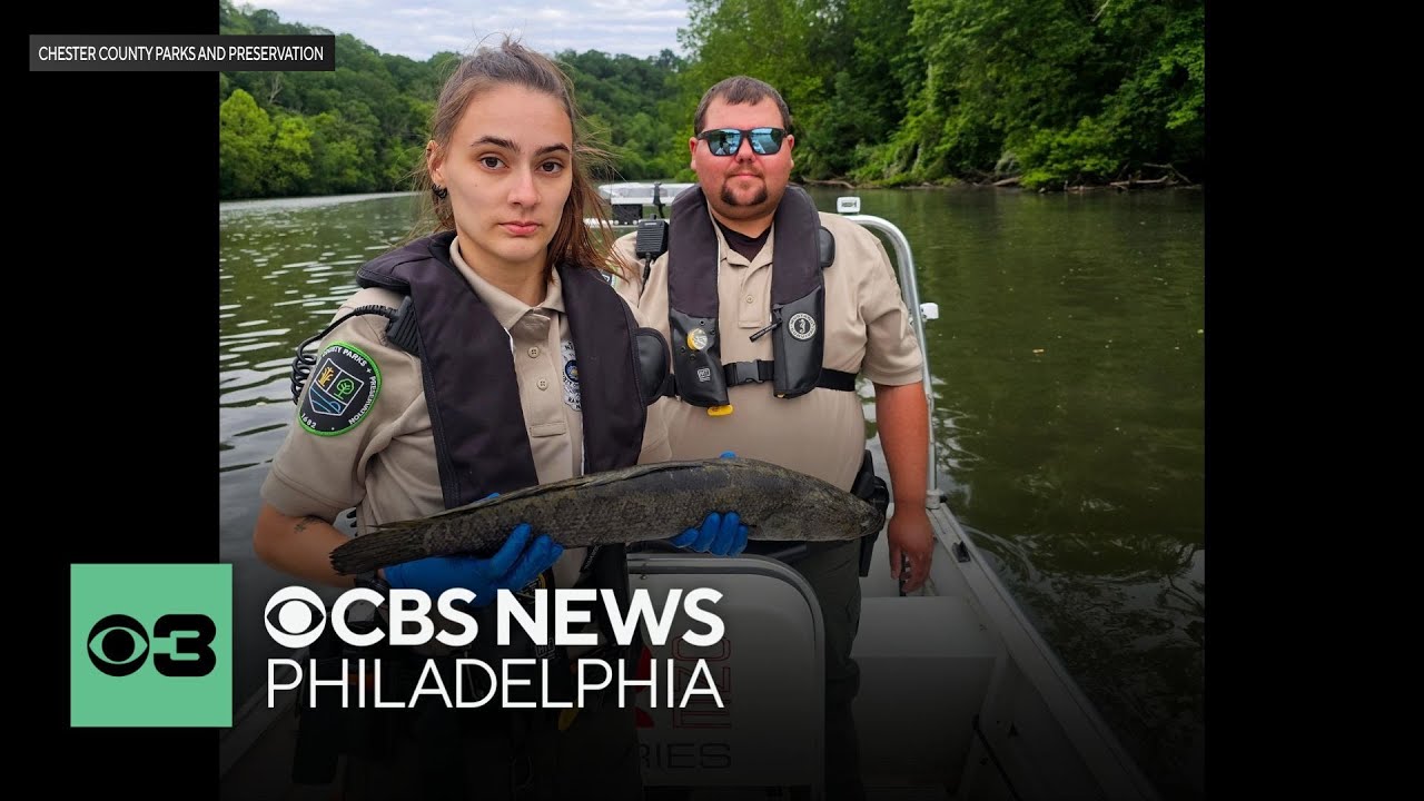 Invasive snakehead fish found in Pa. waterway: officials say to kill on sight