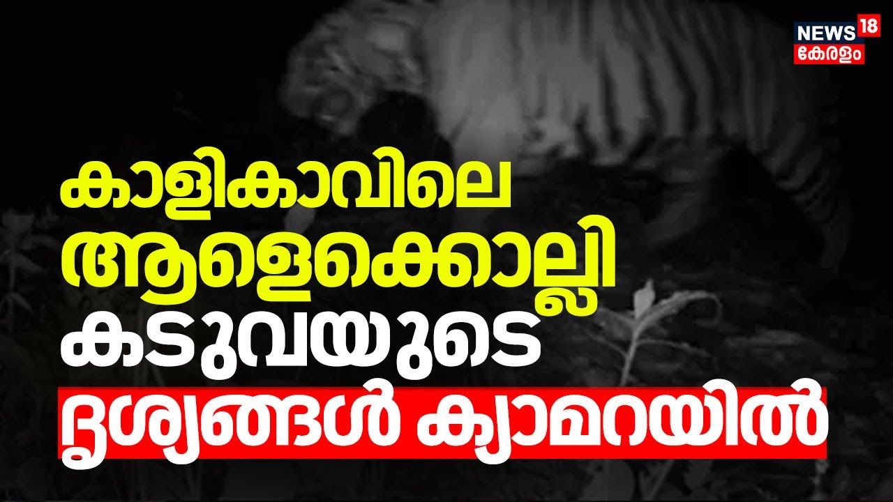 കാളികാവിലെ ആളെക്കൊല്ലി കടുവയുടെ ദൃശ്യങ്ങൾ ക്യാമറയിൽ | Malappuram |Man Killed In Tiger Attack