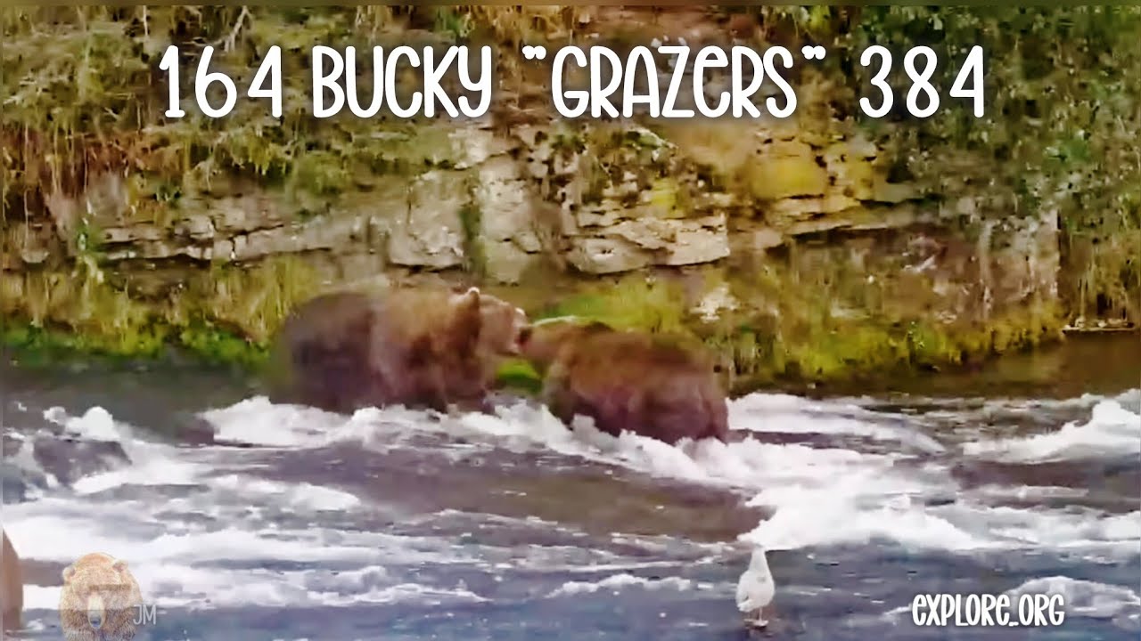 164 Bucky Confronts & Bites 384 ▪︎ Brooks Falls ▪︎ 8/29/25 ▪︎ Explore.org 