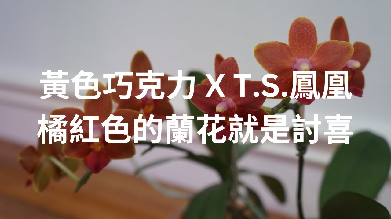 [CC/字幕] 從小苗兩株在一個盆裡到我家, 捏拔到成熟能開花, 除了耐心還要能知道小苗需要啥 | 蘭花種植