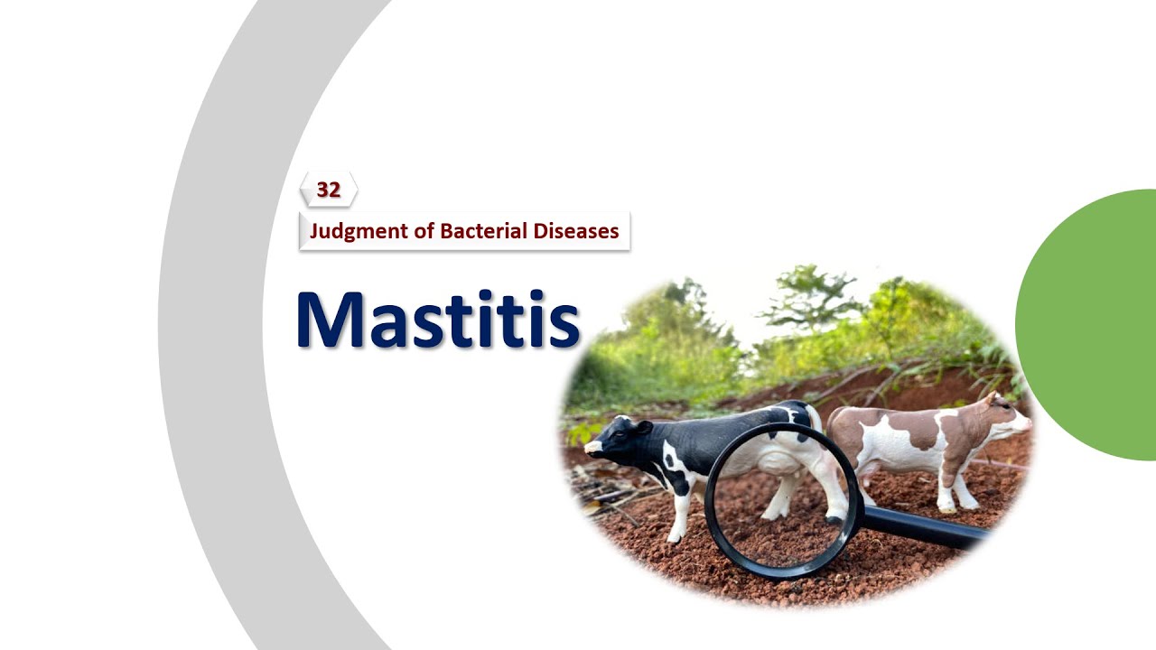 Lecture 32: Bovine mastitis   التهاب الضرع البقري