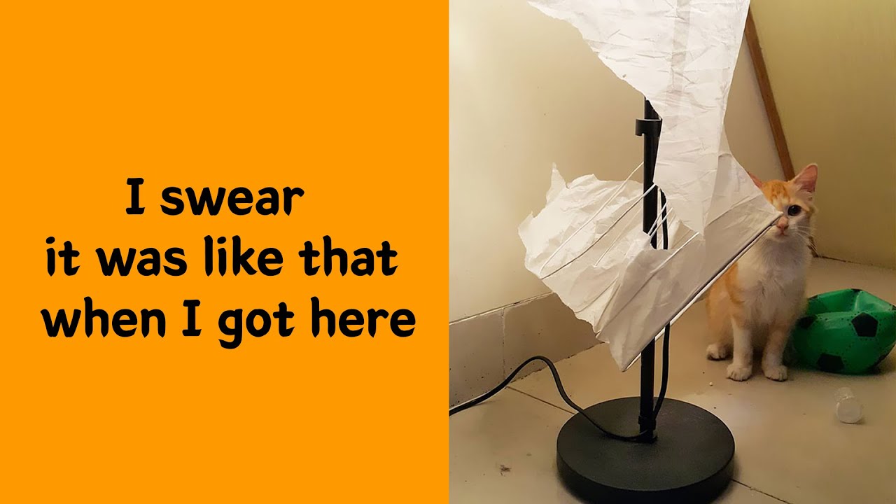 50 Cats Who Give Zero Meows About Your Rules