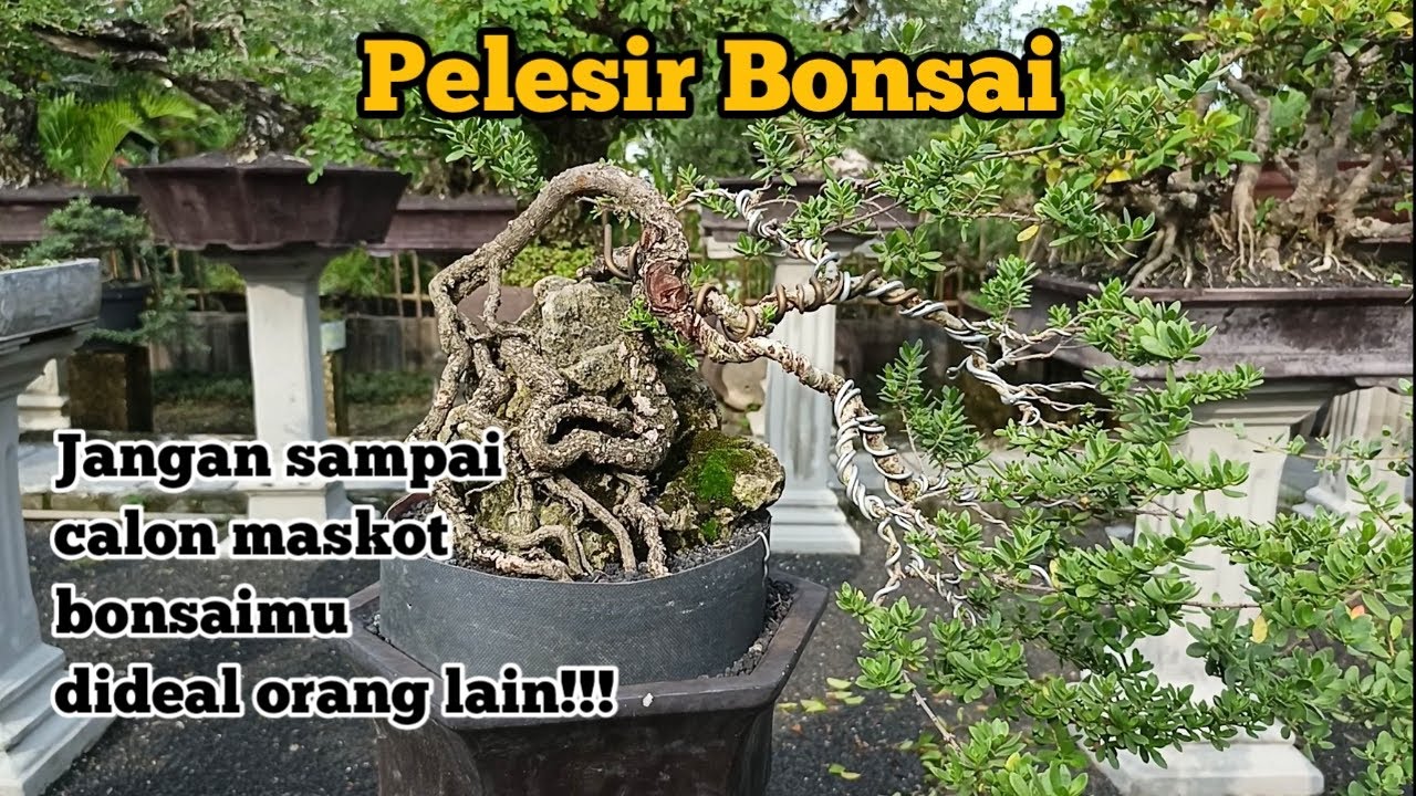 Pelesir Bonsai... Jangan sampai calon maskot bonsaimu dideal orang lain!!! 
