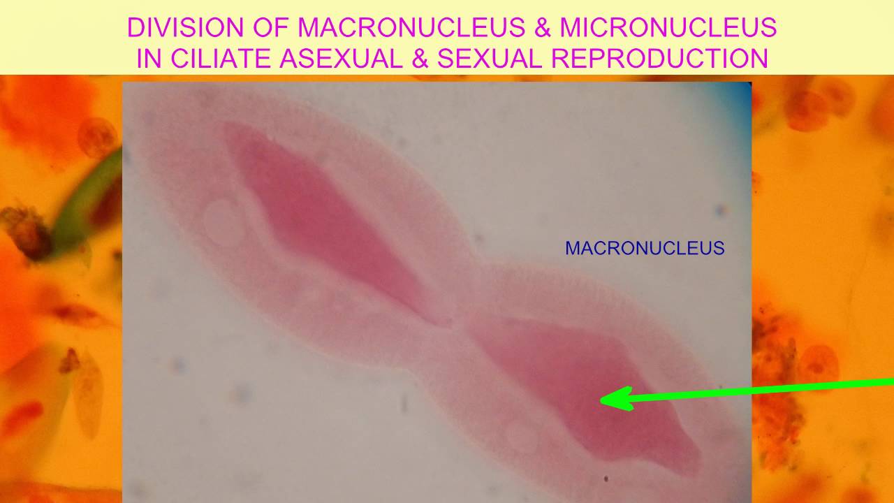 ROLES OF MACRONUCLEI & MICRONUCLEI