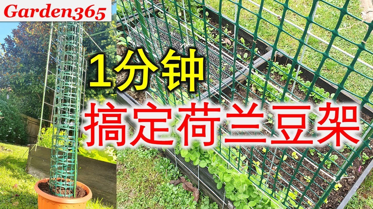 这样搭荷兰豆架，豆秧“站得直”不易倒，关键还能反复用，搭建快速，省空间.......