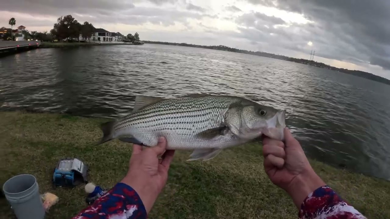 CATCHING BIG HYBRID BASS IN LAKE CONROE