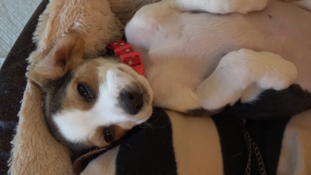 This Sleepy Beagle Puppy Refusing to Go For a Walk is HILARIOUS