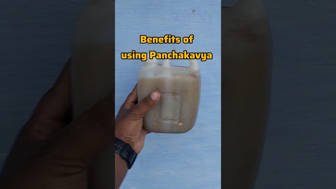 🤯 Benefits of Panchakavya in #tamil #plants #gardening