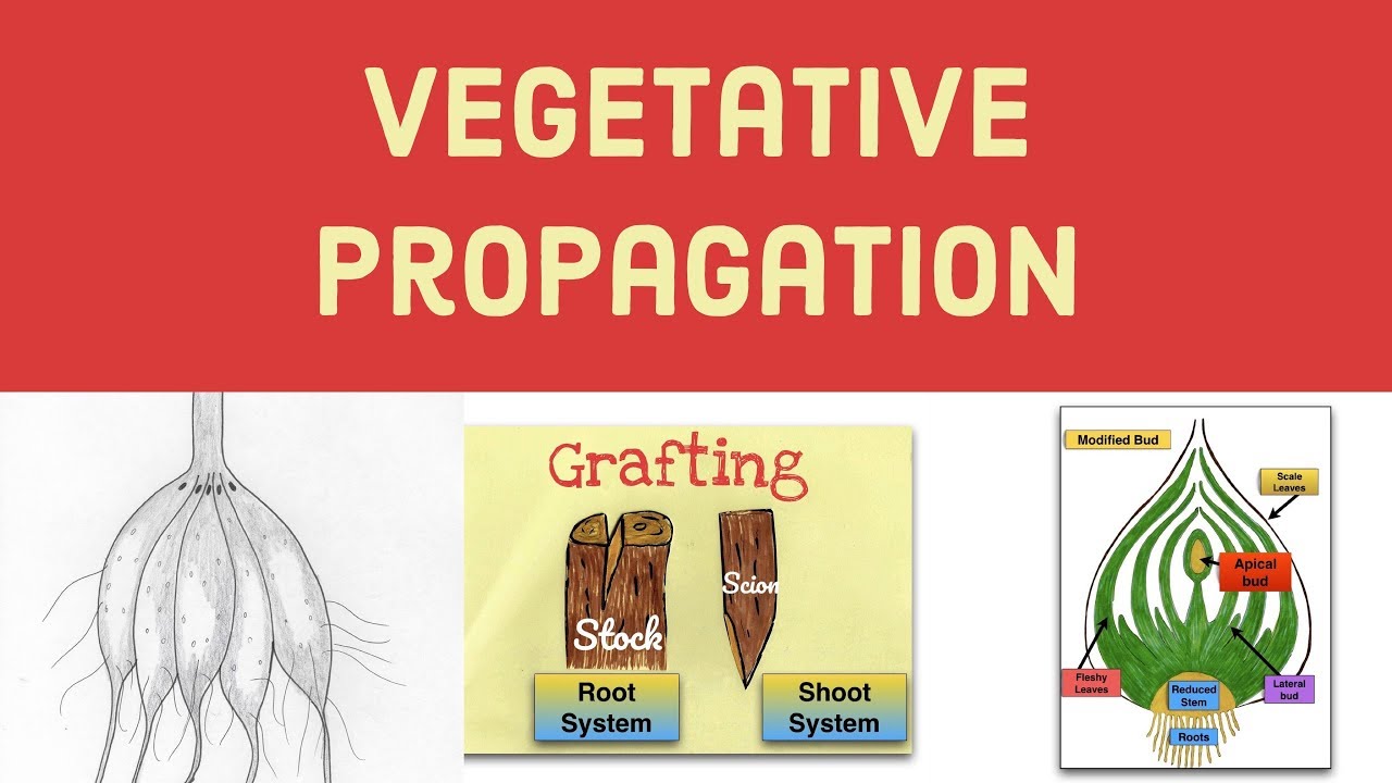 Vegetative Propagation-Asexual Reproduction in Plants-Leaving Cert Biology