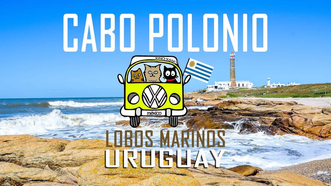 Lobos marinos en Uruguay | Cabo Polonio