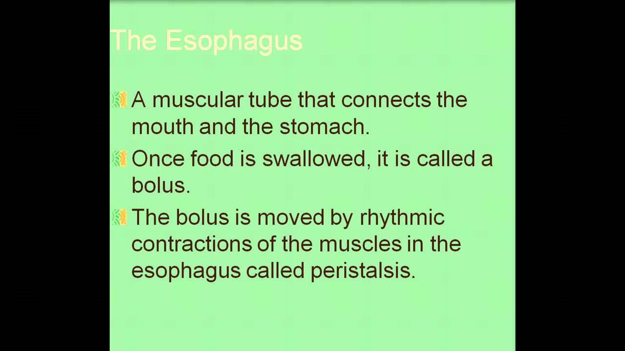 Process of Digestion