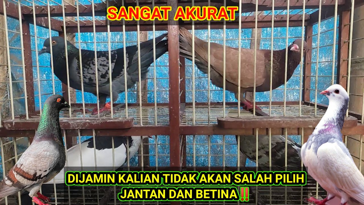 CARA MEMBEDAKAN MERPATI JANTAN DAN BETINA || ciri-ciri merpati jantan dan betina