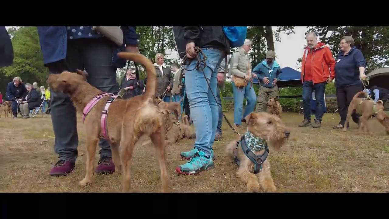 Irish Terrier-Special 2022 in Dorsten - Förderverein für Irish Terrier im Klub für Terrier e.V.