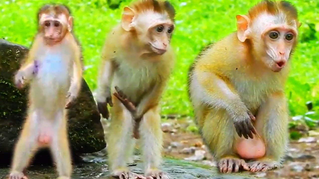 These are some of Outstanding Action of Orphan Monkey Candy Joined In Savanna Team